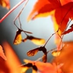 The Bristol Grandparents Support Group – Autumn sycamore